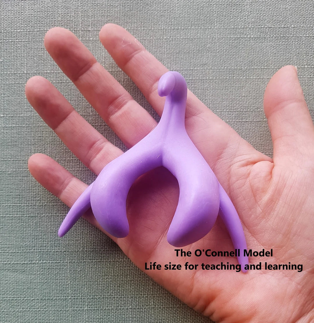 Anatomical Education anatomical clitoris