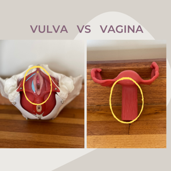 Vulva vs Vagina: parts of the external genitals explained