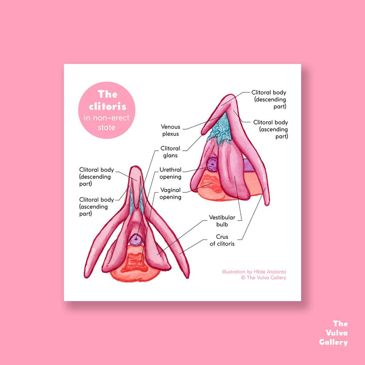 Anatomy Print